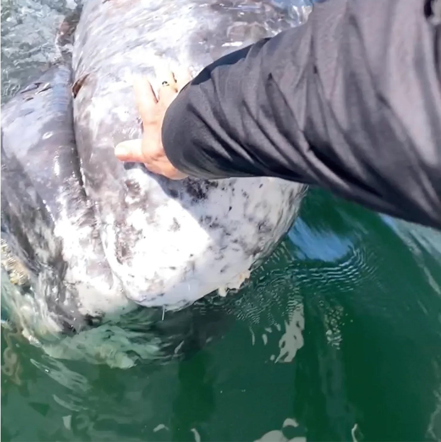 jd and the whale 2