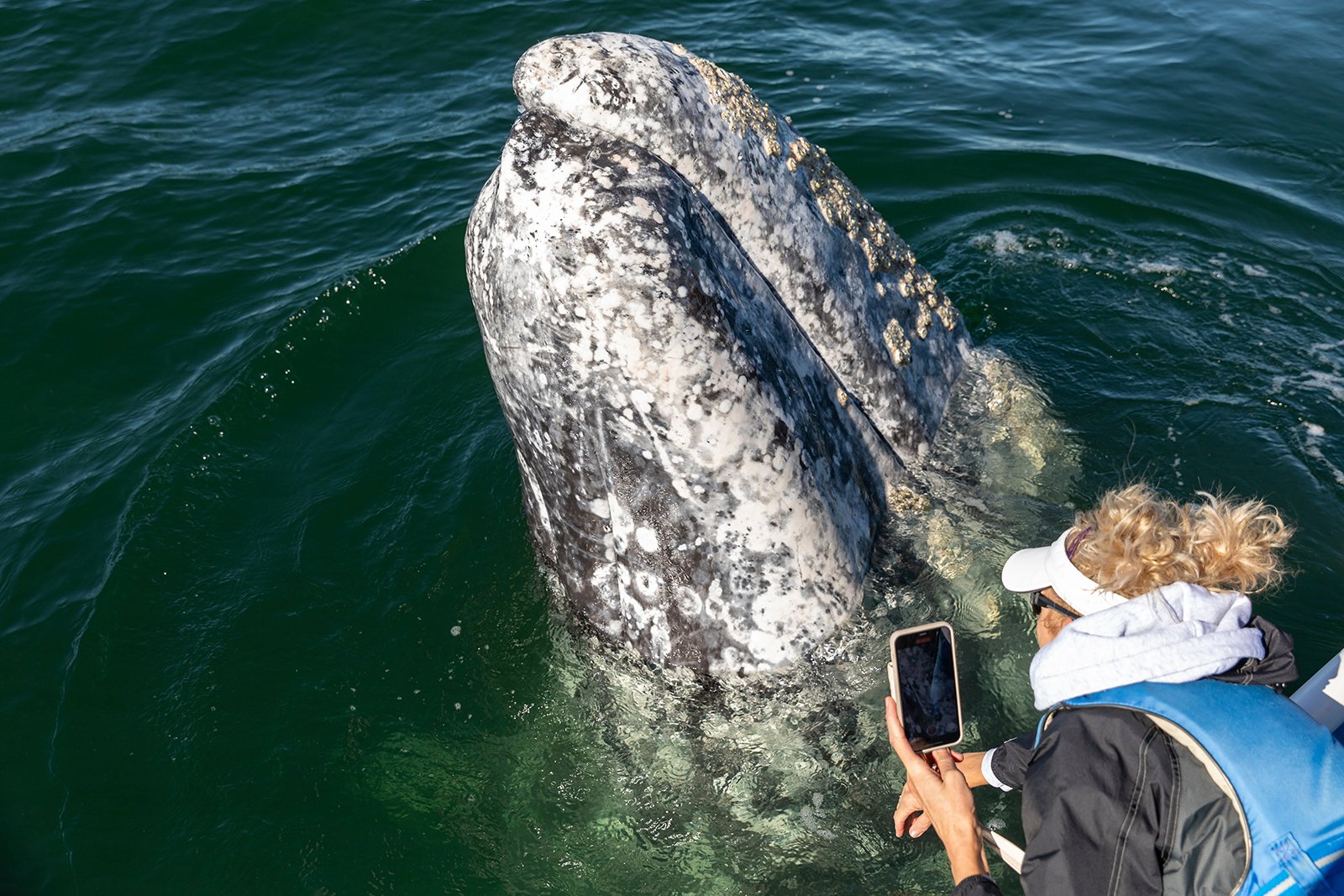jd and the whale